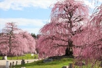 ◎WEB予約でリボンポイント3ポイント◎【岡崎発】*日帰り昼食付*『鈴鹿の森庭園「しだれ梅まつり」と老舗のうなぎ屋うな勢の「選べるうなぎランチ」』1